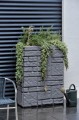 9000377 Maurano black granit Live 4.jpg.jpg